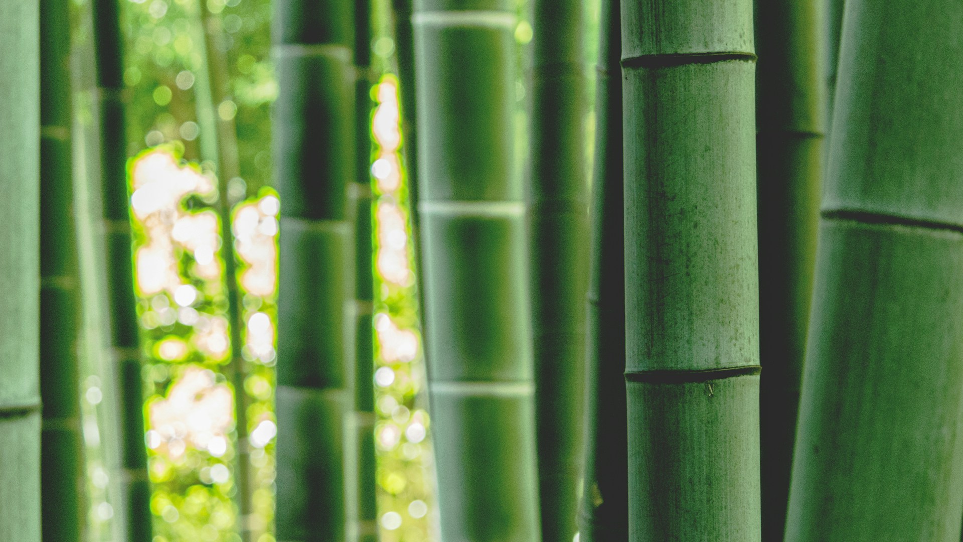 green bamboo tree during daytime