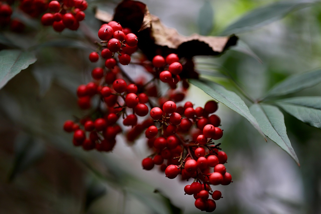 heavenly bamboo, nandina domestica, sacred bamboo, nandina, berry, shrub, plant, nature, chinese sacred bamboo, close up