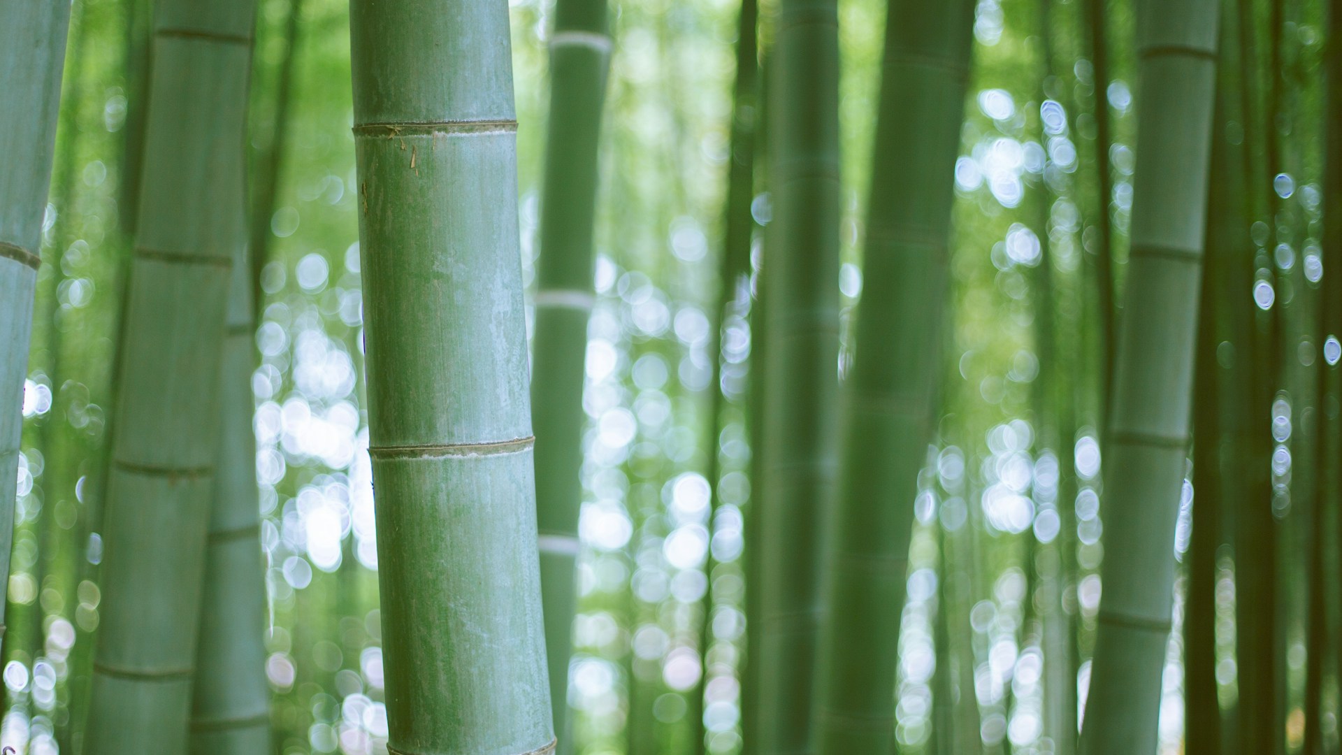 green bamboo tree during daytime