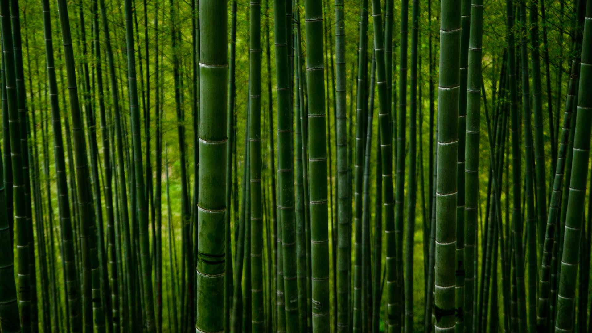 green bamboo trees during daytime