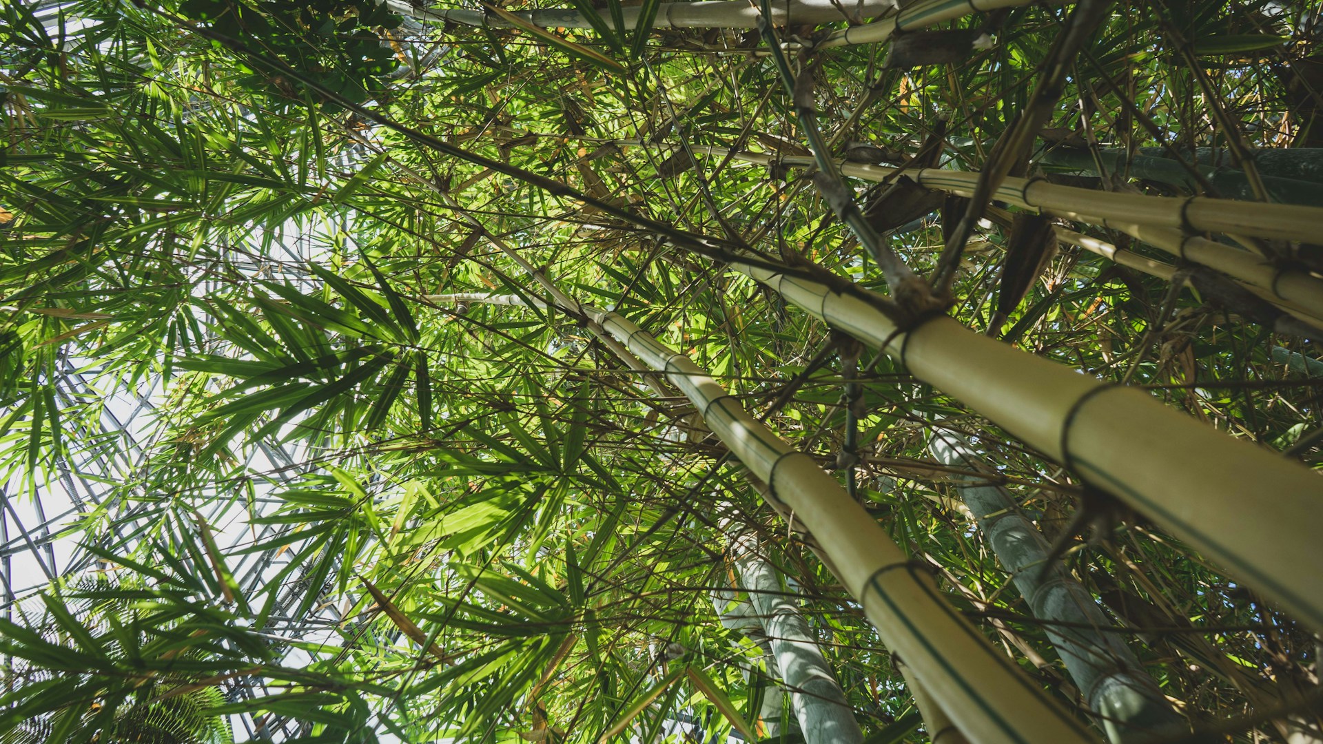 a tall tree with many branches