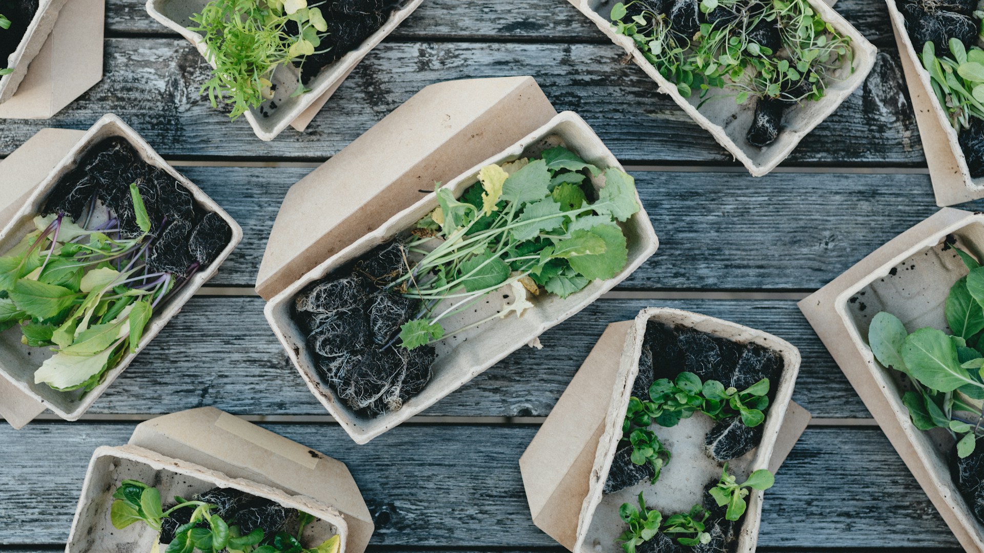 green leaves on white ceramic bowls