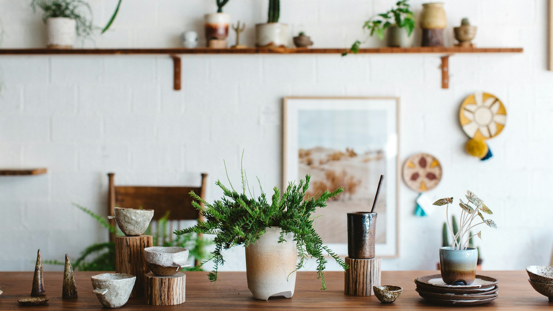 green plant on white ceramic pot